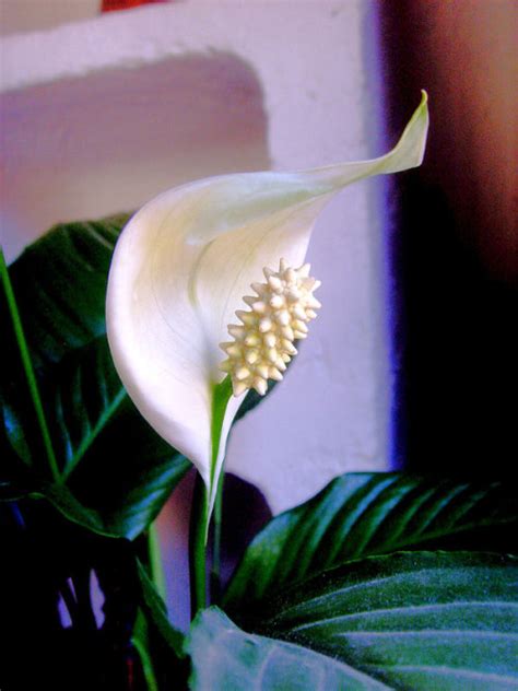 japanese peace lily on Tumblr