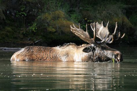 Kananaskis Country Wildlife Viewing - Canadian Rockies Travel Guide