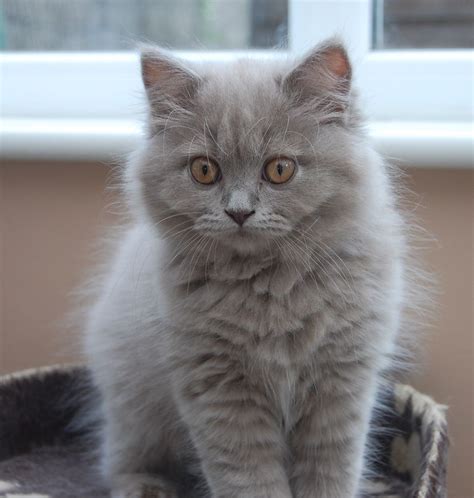 British Longhair kittens #cats #adorable #kittens | Cat personalities, Cats, Highlander cat