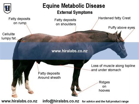 Equine metabolic Disease external symptoms @ Hira Laboratories