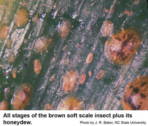 Brown Soft Scale | NC State Extension Publications