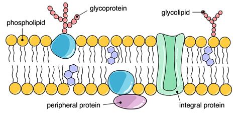 Fluid Mosaic Model