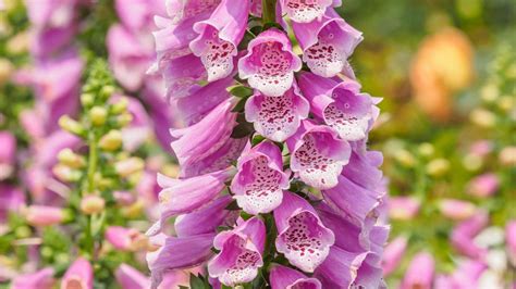 The Irish wildflower, the pink Foxglove | Wild flowers, Fuchsia plant ...