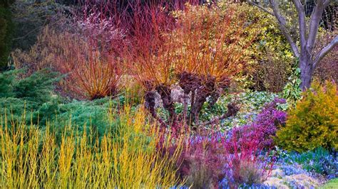 Winter, Cambridge University Botanic Garden, Cambridge, England (© Harpur Garden Library/Corbis ...