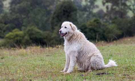 Maremma Sheepdog Pictures - AZ Animals