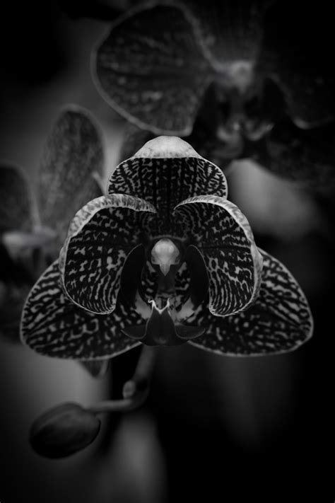 Purple Moth Orchid in Bloom Close Up Photo · Free Stock Photo