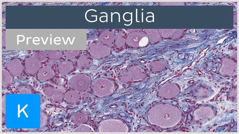 Ganglia of the Nervous System (preview) - Histology | Kenhub - YouTube