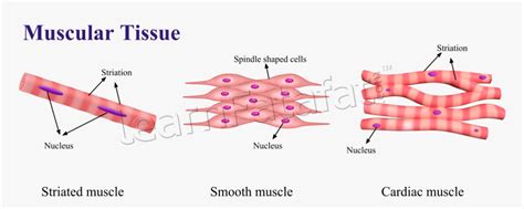 Transparent Chapter Clipart - Animal Tissue Diagram Class 9, HD Png ...