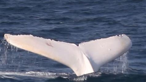 White Whale Migaloo Filmed Off Australia