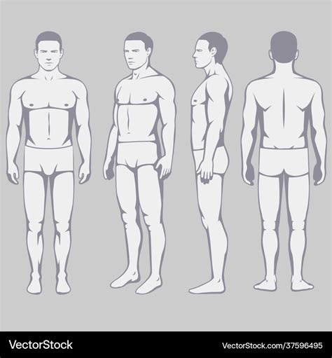 Human body anatomy Royalty Free Vector Image - VectorStock