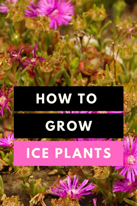 How To Grow Ice Plants - Plant Care | Ice plant, Plant care, Plant care ...