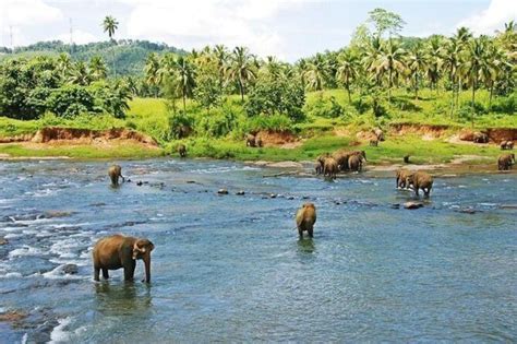 Private Xishuangbanna and Wild Elephant Valley Day Tour from Jinghong