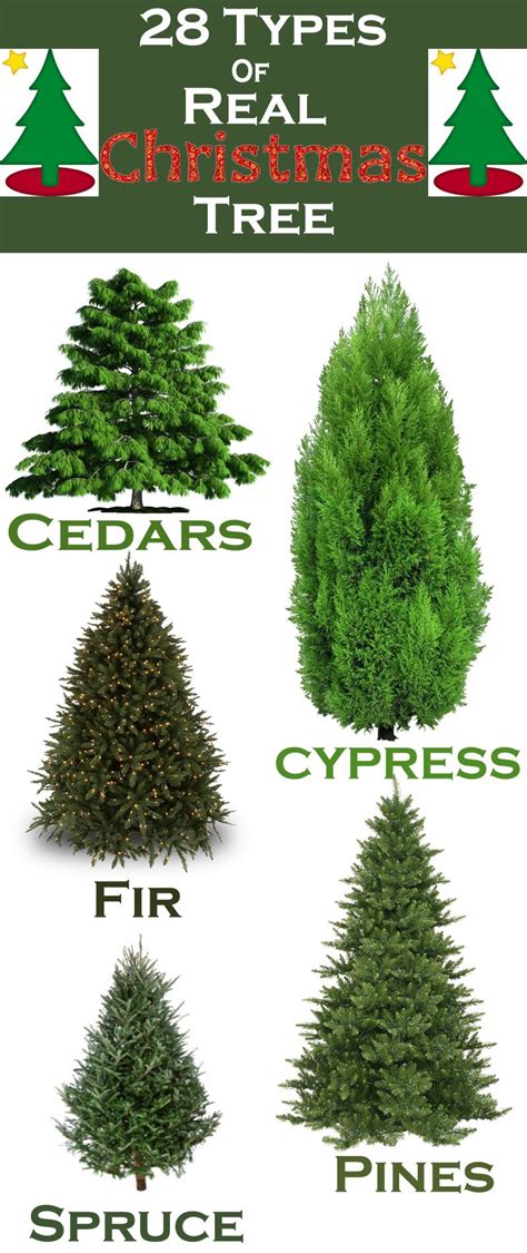 28 Types of Real Christmas Trees Around the World