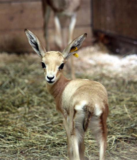 Oh Baby! Gazelle Calf Ready for Cleveland Zoo Debut | Fox 8 Cleveland WJW