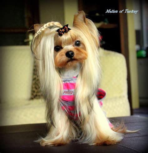 Pin by tipos y razas de perros on razas de perros | Yorkie haircuts, Yorkie puppy