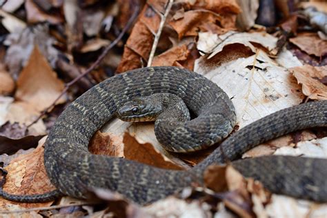 Snakes of South Carolina | South Carolina Partners in Amphibian and Reptile Conservation