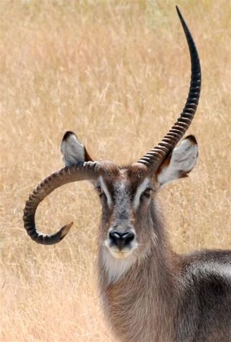 40 Animals with Horns and Antlers (with Pictures)