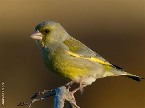 European Greenfinch | KuwaitBirds.org