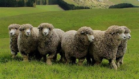 Corriedale Sheep Breed – Everything You Need to Know