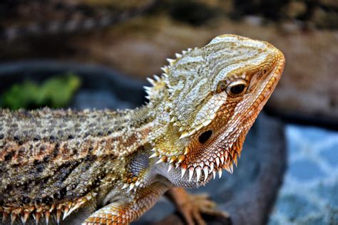 Bearded dragon – Virginia Zoo