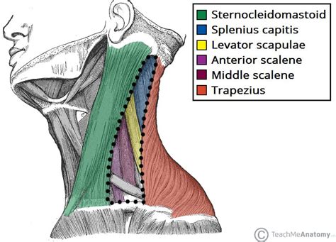 Posterior Triangle of the Neck - Subdivisions - TeachMeAnatomy