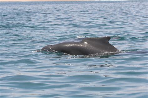 Atlantic humpback dolphin - Whale & Dolphin Conservation Australia