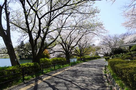 9 Best Places to See Yokohama Cherry Blossom