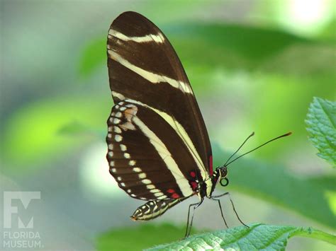 Zebra Longwing – Exhibits