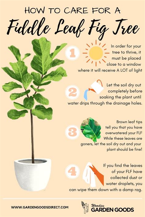 Fiddle Leaf Fig Watering Schedule