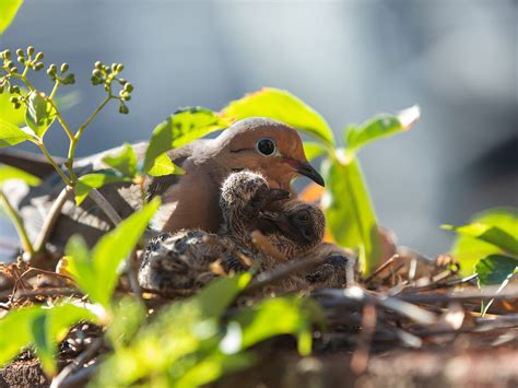 Female Mourning Doves (All You Need To Know) | Birdfact