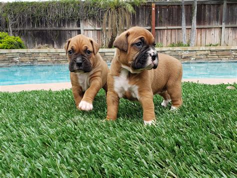 Boxer puppies (AKC Registered) | Bloodydecks