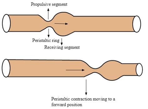 Peristalsis - Definition and Examples - Biology Online Dictionary