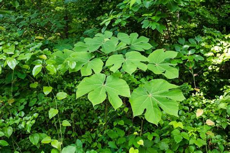 What Is A Chinese Parasol Tree - Tips For Growing Chinese Parasol Trees