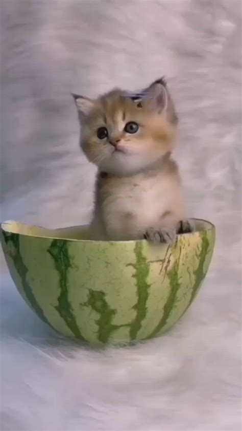 best funny baby cats | Baby cats, Kittens cutest, Funny cats