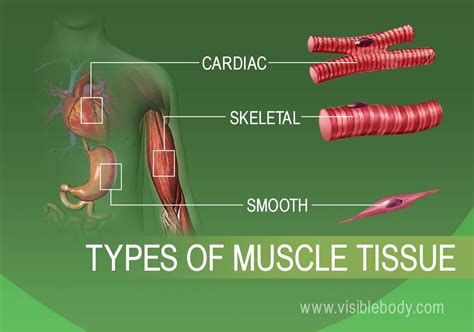 Anatomy and Physiology of Tissues | Smooth muscle tissue, Human anatomy and physiology, Muscle ...