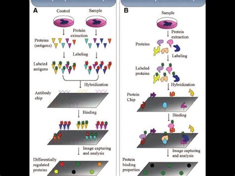 Protein Microarray Part 2; Types of Protein Microarray, Applications ...