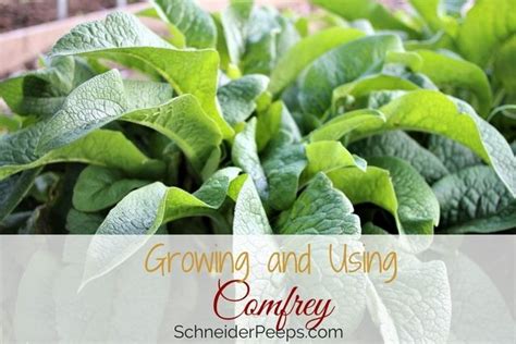 Ultimate Guide to Growing and Using Comfrey | SchneiderPeeps | Medicinal herbs garden, Comfrey ...