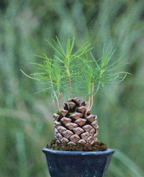 A Pine tree pine cone sprouting seedlings. | Bonsai tree types, Big leaf plants, Plants