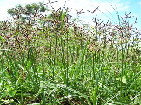 Purple Nutsedge | College of Agriculture, Forestry and Life Sciences | Clemson University, South ...