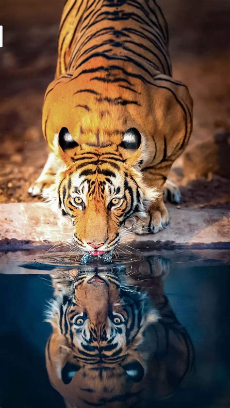 3840x2160px, 4K free download | Cool Tiger, drinking water, HD mobile wallpaper | Peakpx