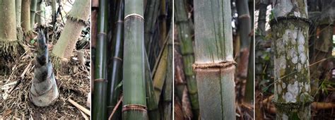 The Ultimate Guide to Sustainable Bamboo Harvesting: Tips and Best Practices - Bamboo U