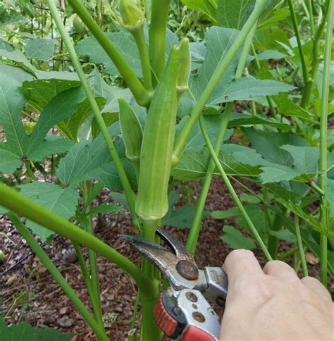 Okra How To Grow In Uk at Marjorie Young blog