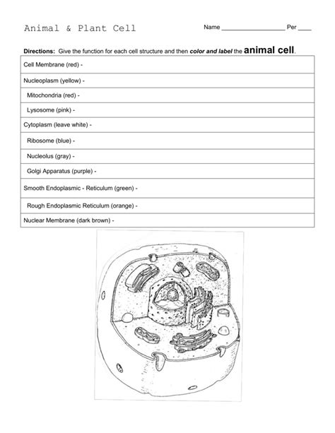 Animal & Plant Cell Worksheet