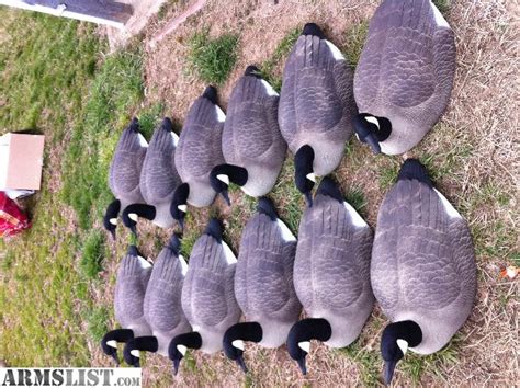 ARMSLIST - For Sale: Goose decoys, layout blind, duck decoys