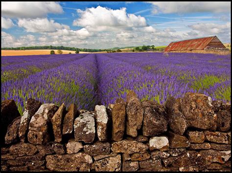 Cotswold Lavender Farm [2048x1541] : r/britpics