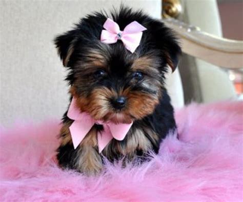 Some cute dogs wearing a bow list