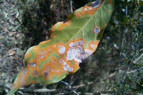 Fungus-eating fungus could be the answer to coffee leaf rust - Global ...