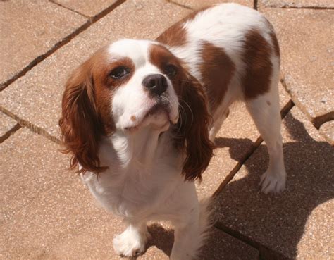 Lili – 2-3 year old female Cavalier King Charles Spaniel dog for adoption