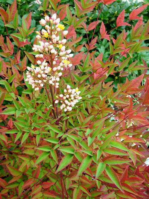 Nandina domestica cv Gulf Stream - UF/IFAS Assessment - University of Florida, Institute of Food ...