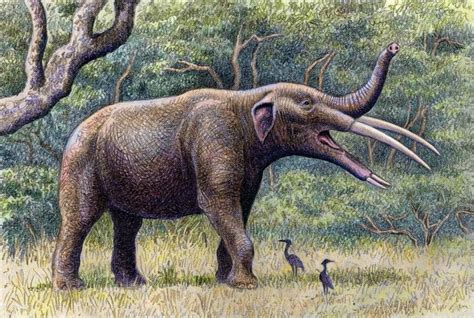 Gomphotherium angustidens | Prehistoric animals, Prehistoric wildlife ...